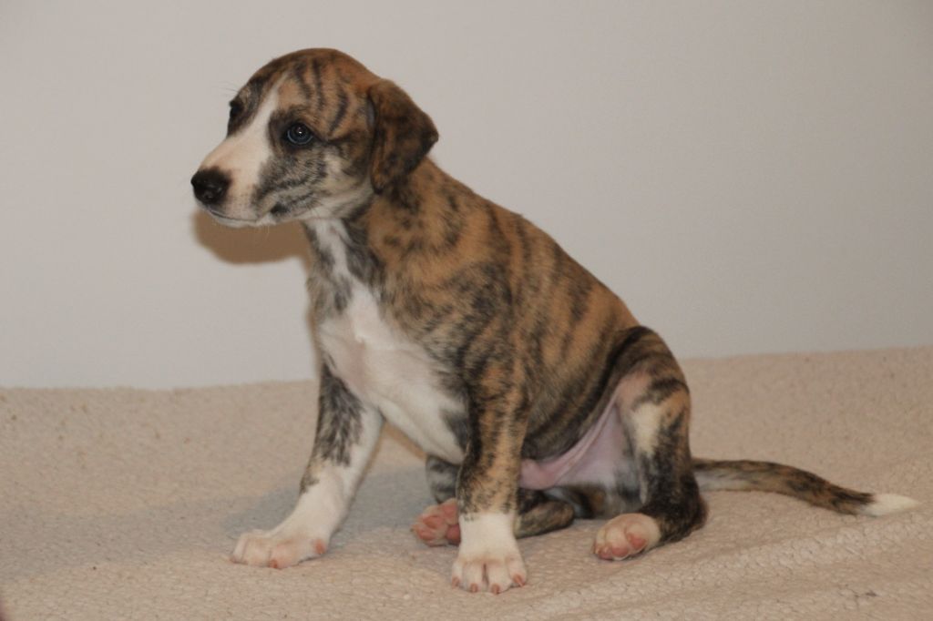 Des Terres De Bruce - Chiots disponibles - Whippet